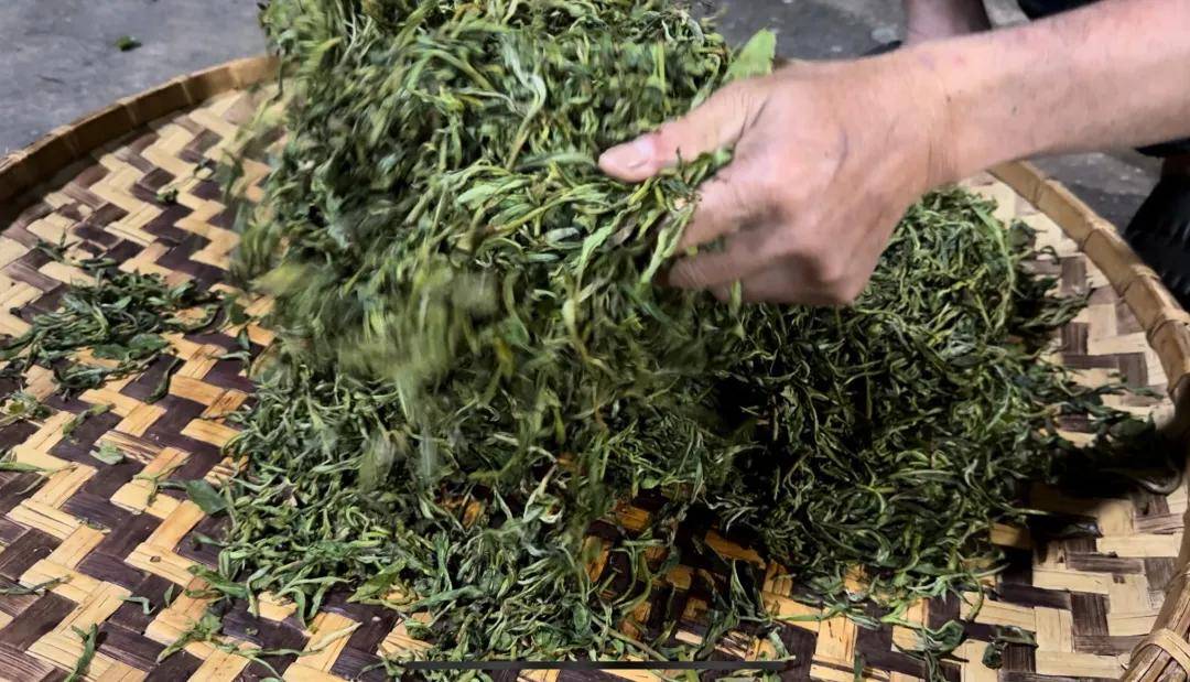 中国茶向何处去？农夫山泉在云南打造“产业丛林”(图4)