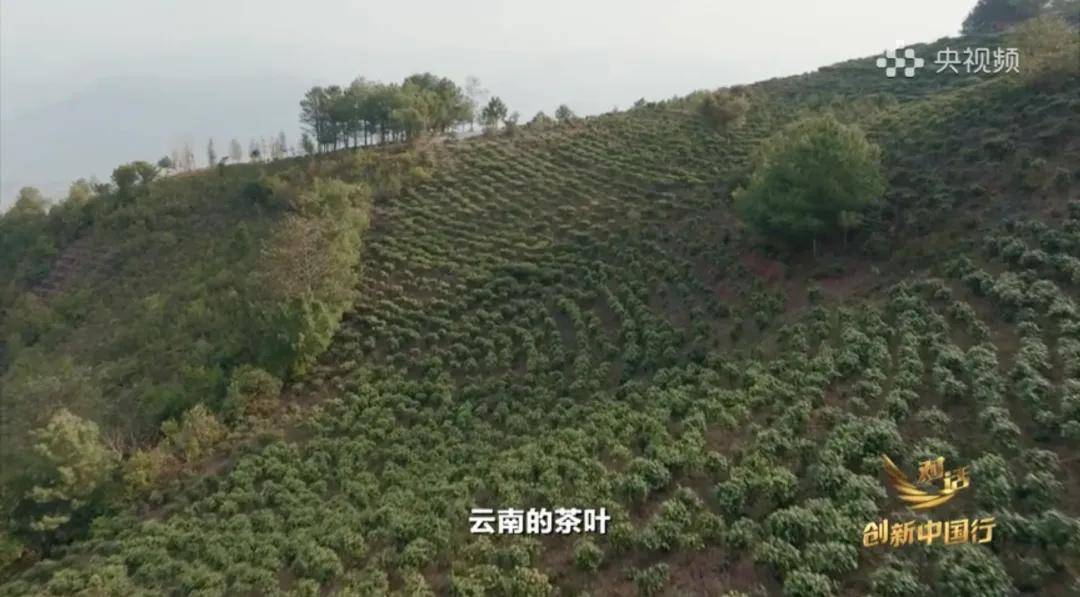 中国茶向何处去？农夫山泉在云南打造“产业丛林”(图13)