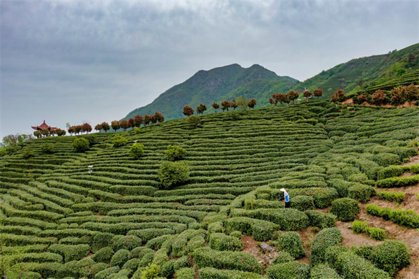 河南固始：多策助茶兴 茶香促振兴(图1)