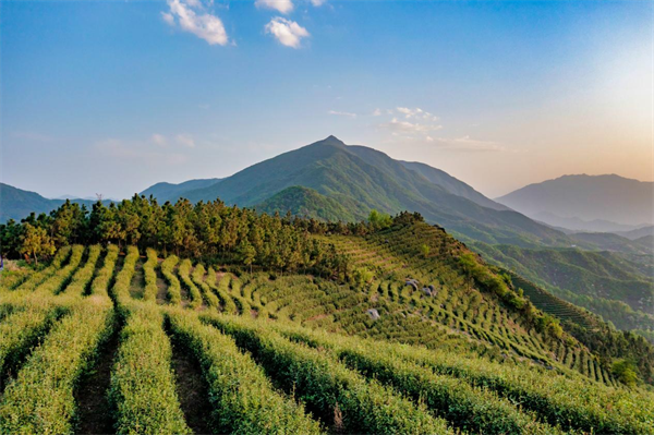 河南固始：多策助茶兴 茶香促振兴(图2)