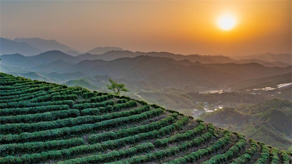 河南固始：多策助茶兴 茶香促振兴(图3)