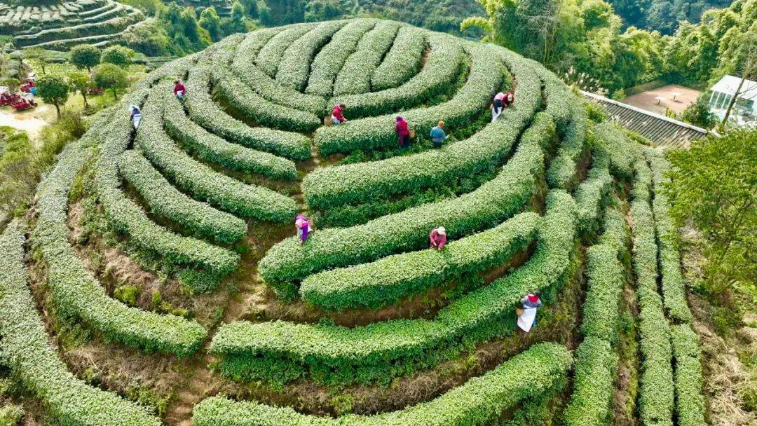 春茶抢“鲜”启新程 产业协同绘新景(图1)