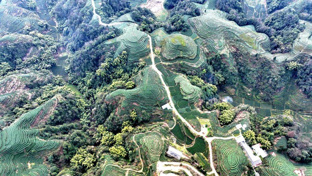 春茶抢“鲜”启新程 产业协同绘新景(图5)