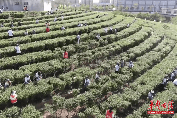 jbo竞博平台让茶香与青春共绽芬芳 湖南外国语职业学院第三届“玉娥”采茶节正式启幕(图6)
