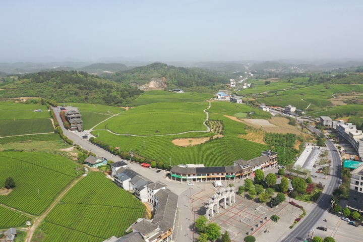 贵州松桃：路通茶香远(图1)