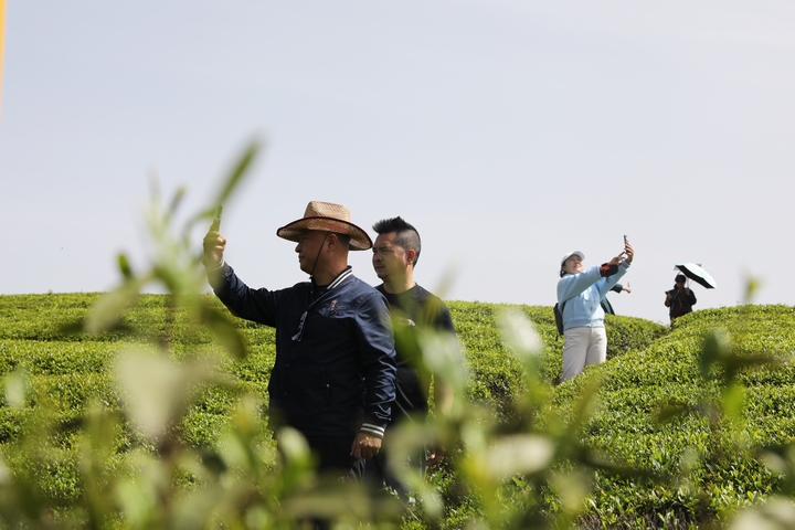贵州松桃：路通茶香远(图3)