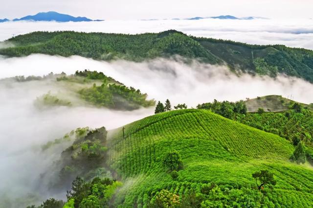 径山茶“进京”千年禅茶邂逅智能科技(图4)