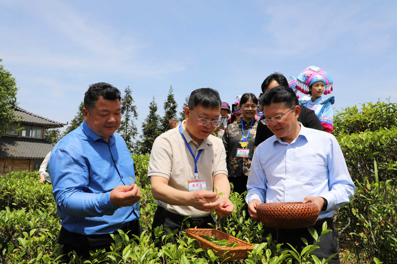 春茶飘香 共赴茶约(图5)