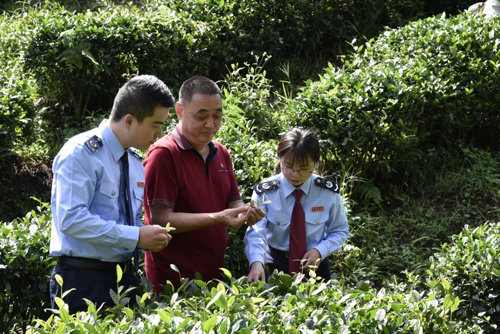 晴隆：税收助力“小茶叶”惠及“jbo竞博APP大民生”(图2)