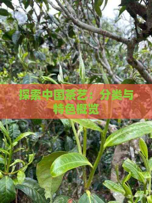 探索中国茶艺：分类与特色概览(图2)