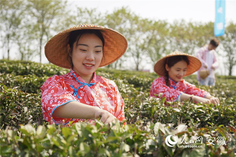 安徽六安：从茶园到茶杯 守护“真”茶味(图2)