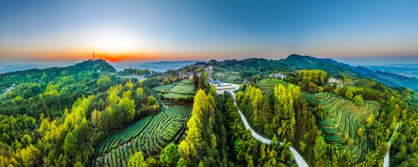 第十一届重庆永川国际茶文化旅游节4月25日开幕(图1)