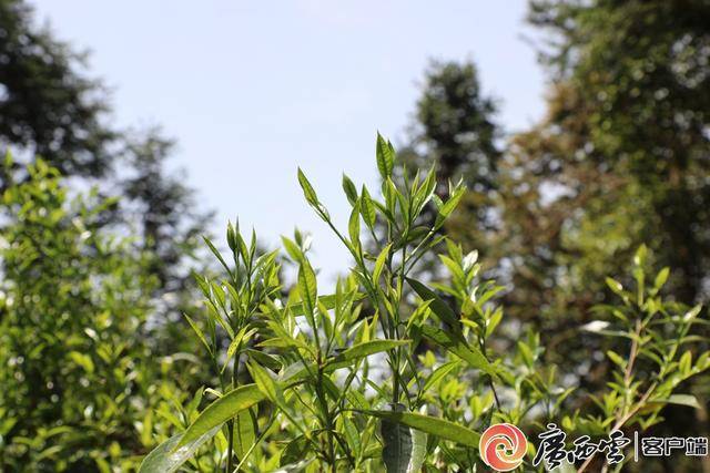金秀白牛茶C位出道年产值18亿jbo竞博网址元(图1)