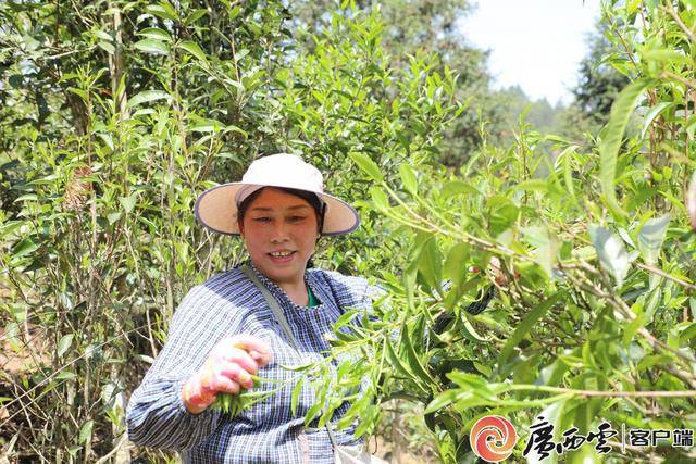 金秀白牛茶C位出道年产值18亿jbo竞博网址元(图2)