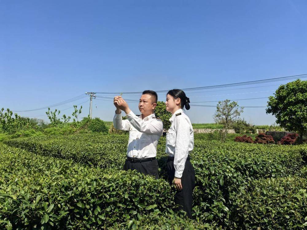 “浙”里春茶飘香海外 今年一季度浙江出jbo竞博网址口茶叶44万吨(图1)
