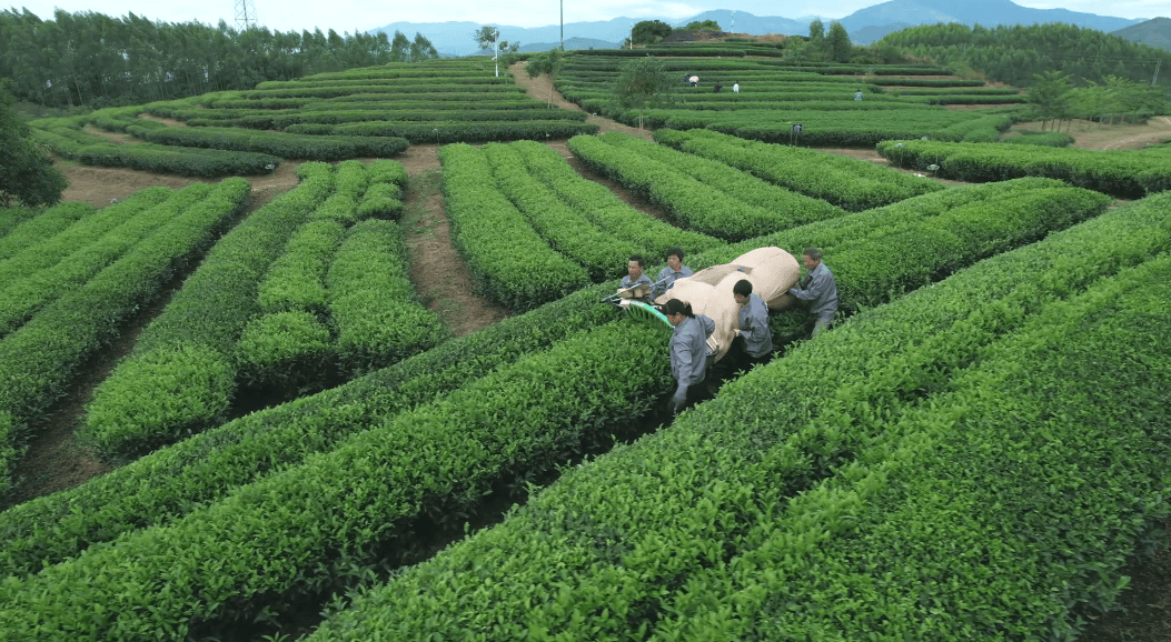 竹溪观“茶”记①丨大茶开辟“新赛道”“老茶乡”迎来“新茶香”(图1)