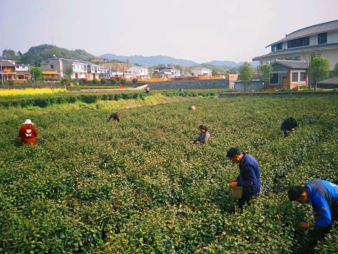 竹溪观“茶”记①丨大茶开辟“新赛道”“老茶乡”迎来“新茶香”(图2)