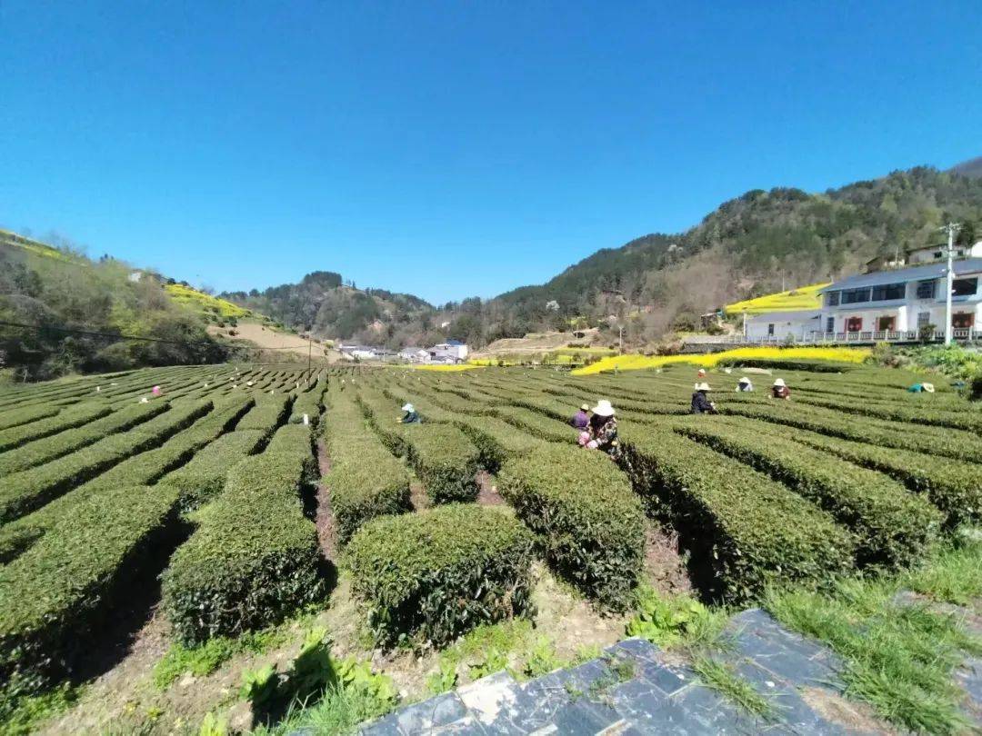 竹溪观“茶”记①丨大茶开辟“新赛道”“老茶乡”迎来“新茶香”(图6)