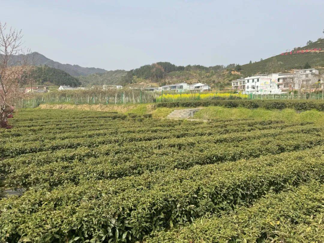 竹溪观“茶”记①丨大茶开辟“新赛道”“老茶乡”迎来“新茶香”(图3)