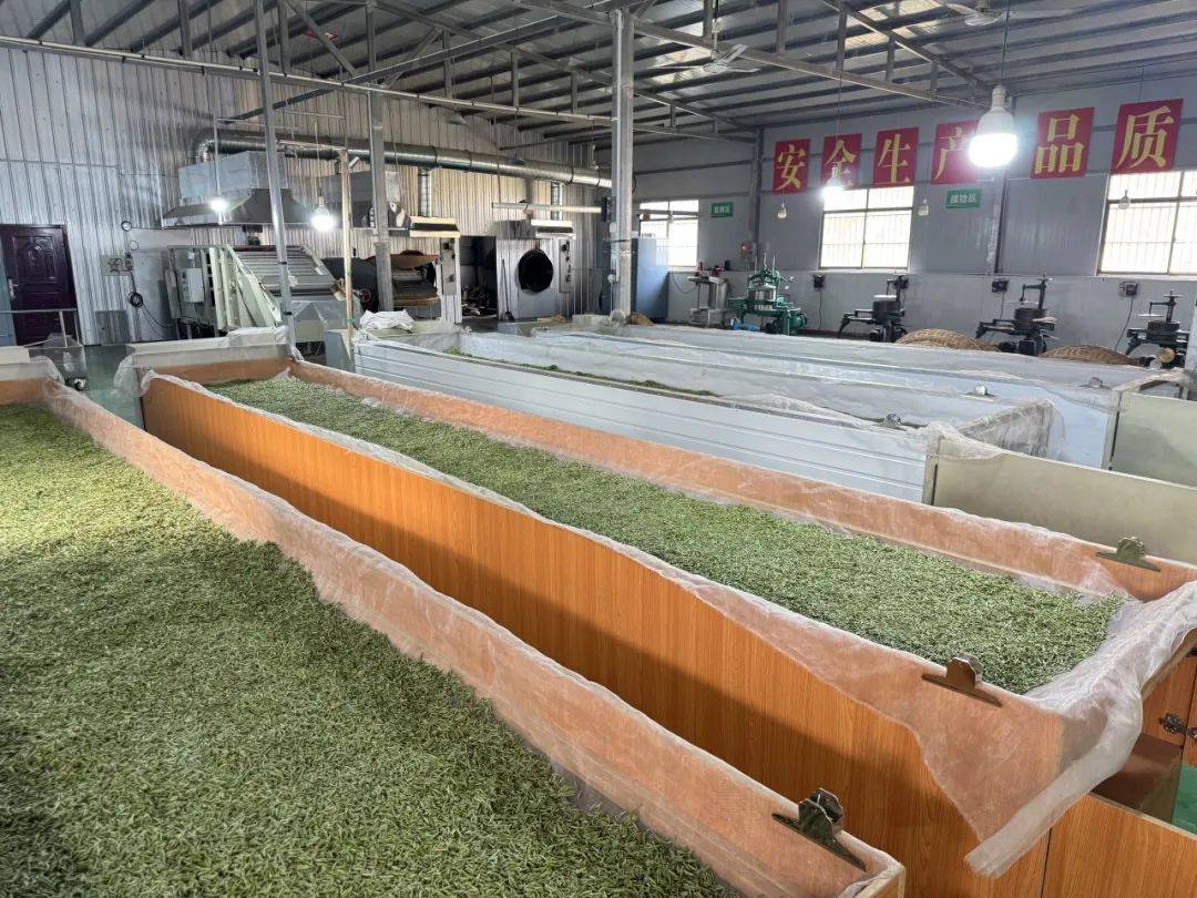 竹溪观“茶”记①丨大茶开辟“新赛道”“老茶乡”迎来“新茶香”(图4)