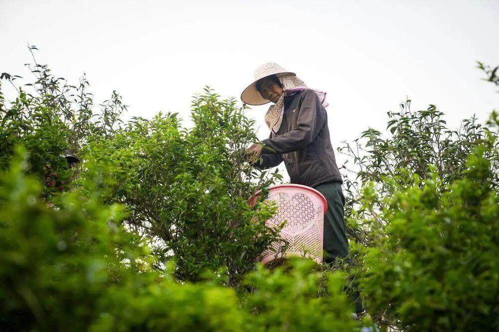 谷雨辞春？“点”一盏茶留住流淌千年的春色(图1)