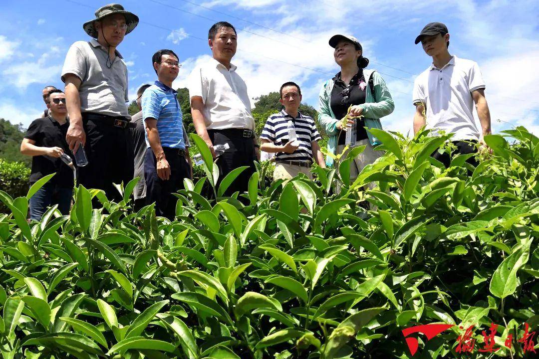 何以中国⑥丨在福建“呷茶”可不是jbo竞博下载一句客套话(图2)