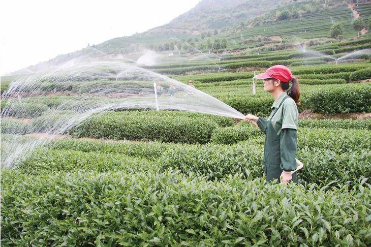 何以中国⑥丨在福建“呷茶”可不是jbo竞博下载一句客套话(图3)
