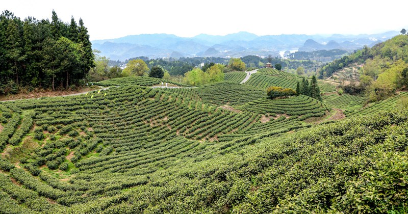 观山湖区：“绿叶”变“金叶” 茶香满山间(图1)