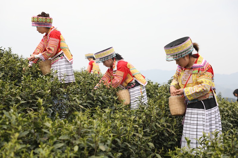 观山湖区：“绿叶”变“金叶” 茶香满山间(图2)