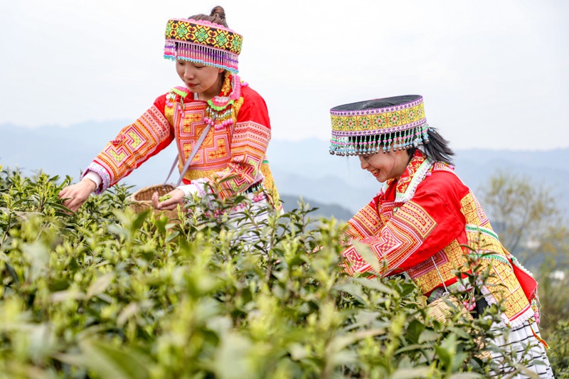 观山湖区：“绿叶”变“金叶” 茶香满山间(图3)