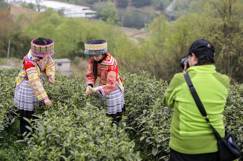 观山湖区：“绿叶”变“金叶” 茶香满山间(图4)