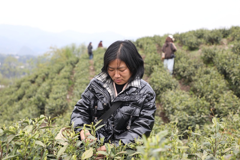 观山湖区：“绿叶”变“金叶” 茶香满山间(图5)