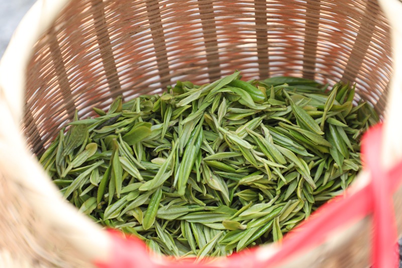 观山湖区：“绿叶”变“金叶” 茶香满山间(图6)