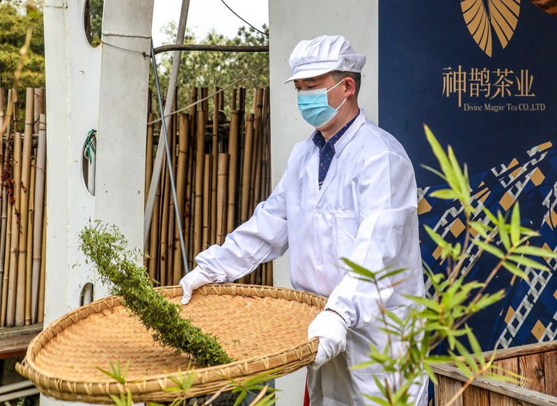 观山湖区：“绿叶”变“金叶” 茶香满山间(图7)