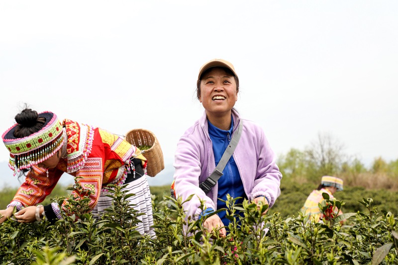 观山湖区：“绿叶”变“金叶” 茶香满山间(图9)