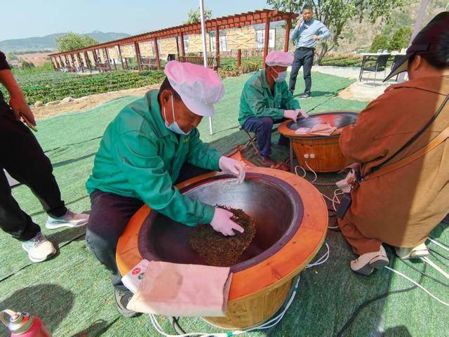 100多亩茶园日产干茶10余斤崂山春茶“稀罕”上市(图1)