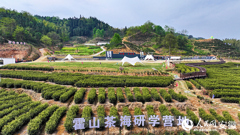 安徽六安：茶旅融合 点“绿”成金(图1)