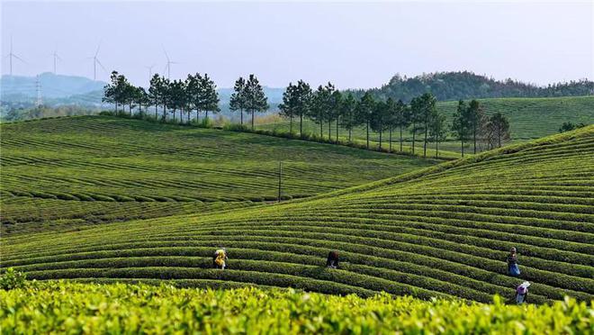 东至：茶香满园 点“绿”成“金”(图3)