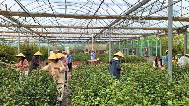 jbo竞博网址茶香满园研学之旅——泰安市老年大学2025年茶文化研学活动圆满举行(图2)