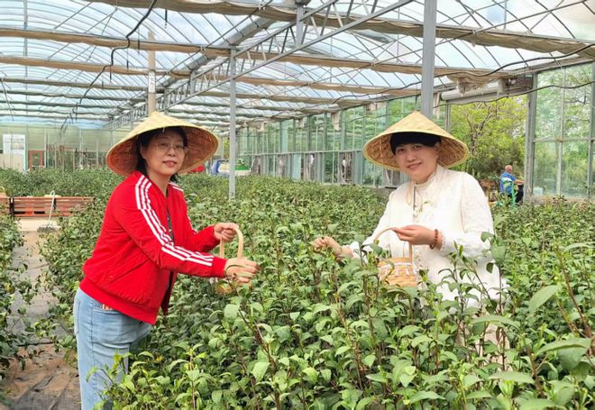 jbo竞博网址茶香满园研学之旅——泰安市老年大学2025年茶文化研学活动圆满举行(图3)