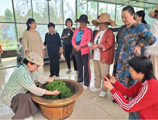 jbo竞博网址茶香满园研学之旅——泰安市老年大学2025年茶文化研学活动圆满举行(图4)