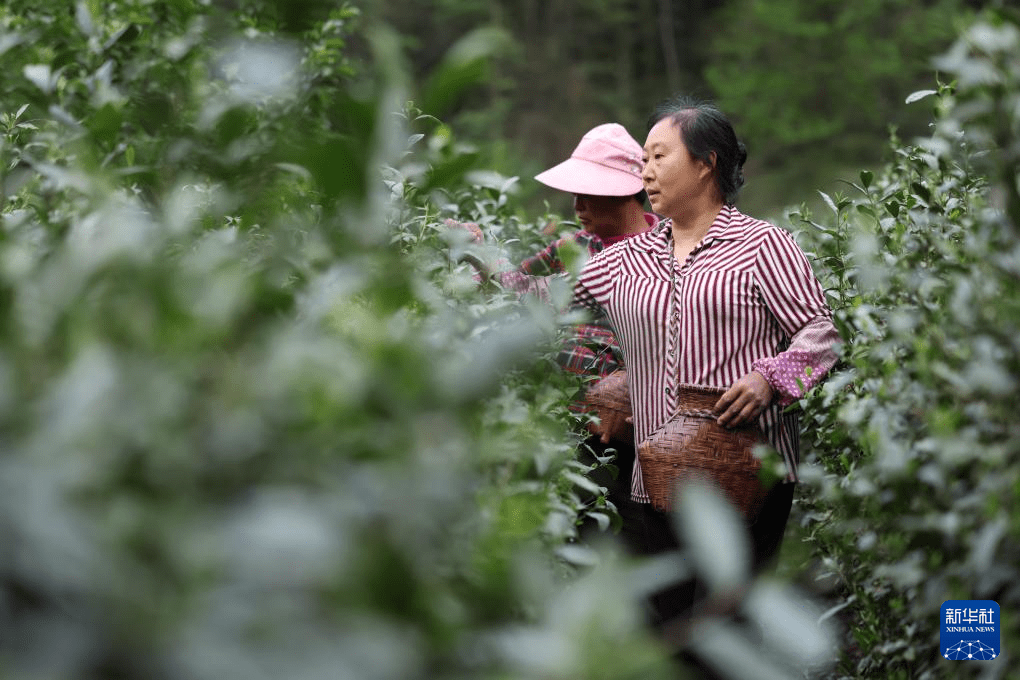 甘肃康县：茶香悠悠(图1)