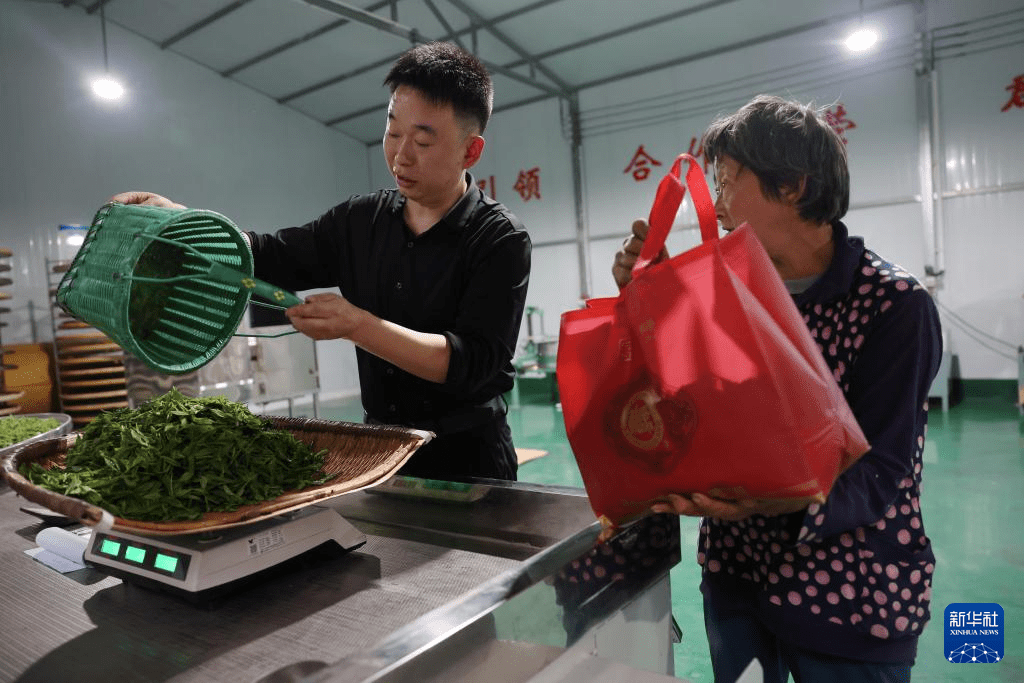 甘肃康县：茶香悠悠(图2)