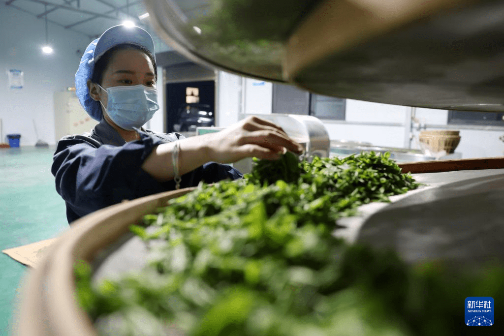 甘肃康县：茶香悠悠(图3)