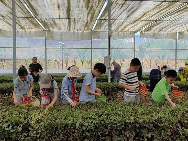 全环境立德树人丨开展茶文化研学实践活动(图2)