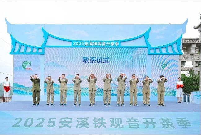 开茶咯2025安溪铁观音开茶季盛大启幕jbo竞博登录(图5)