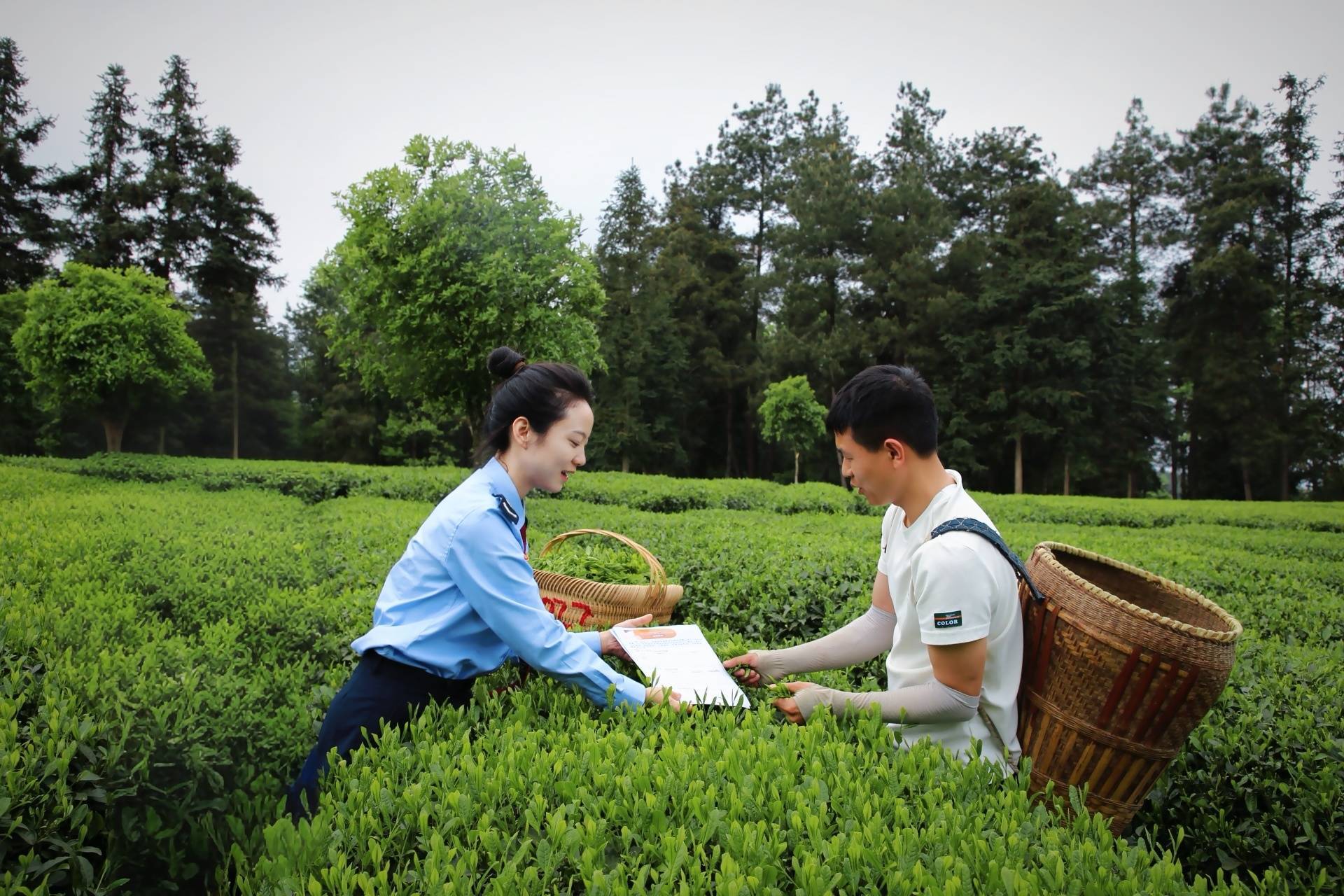 从产茶大省到茶叶强省 贵州税务助力黔茶打造千亿产业(图2)