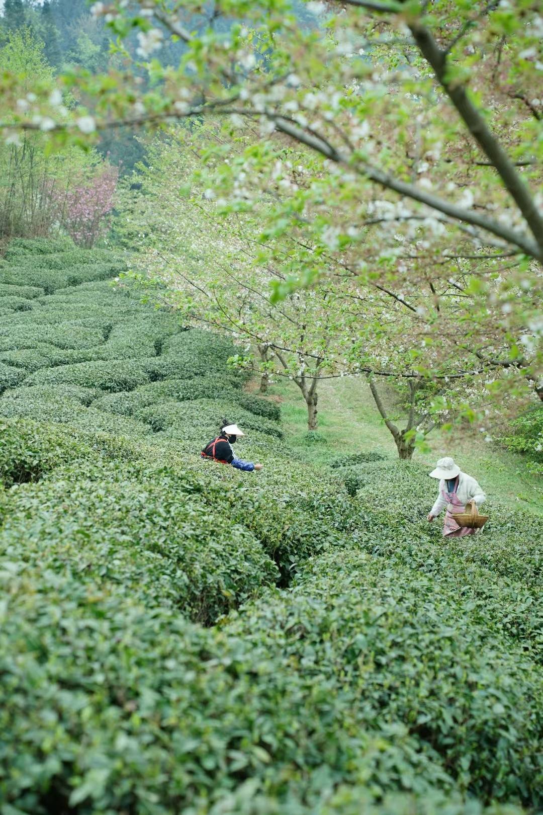 从产茶大省到茶叶强省 贵州税务助力黔茶打造千亿产业(图1)