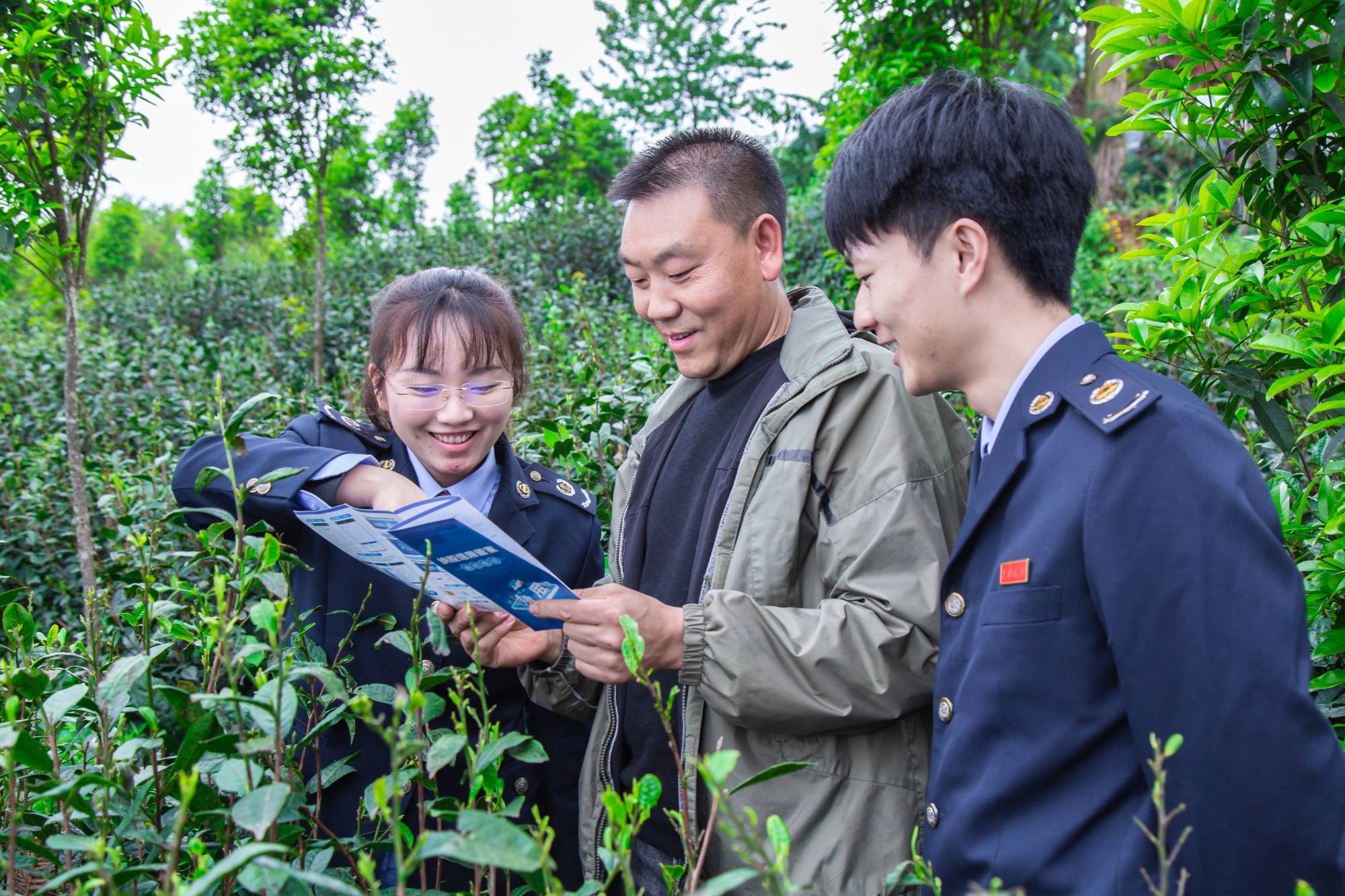 从产茶大省到茶叶强省 贵州税务助力黔茶打造千亿产业(图3)