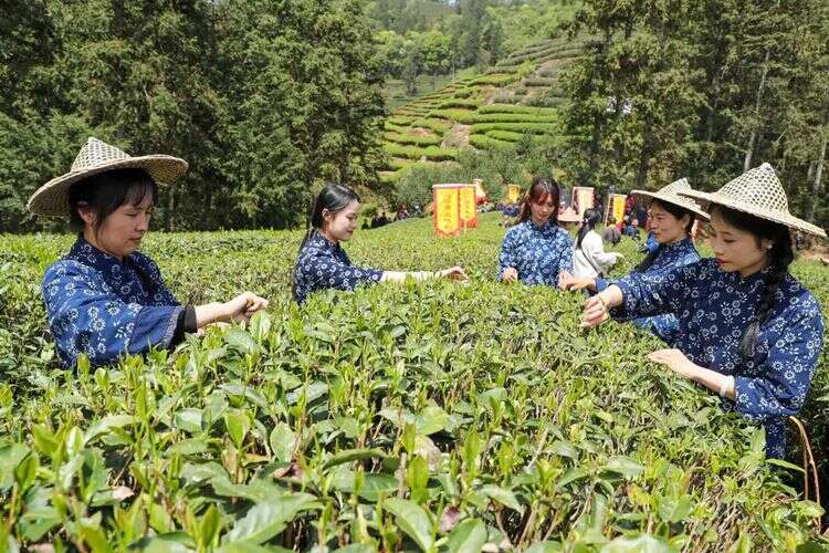 一茶兴百业(图1)